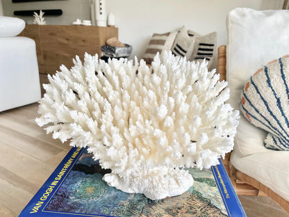Genuine 100% Natural TABLE CORAL 11.5" x 8.5" x 7.5" White Fossil Specimen Coastal Beach House Décor
