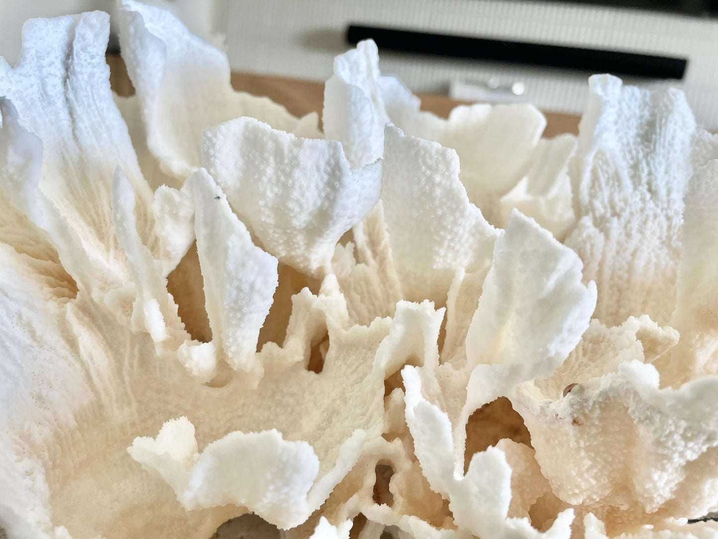 FLUFFY POCA CORAL 100% Natural 13" x 9" x 6.5" White Fossil Specimen Coastal Beach House Décor