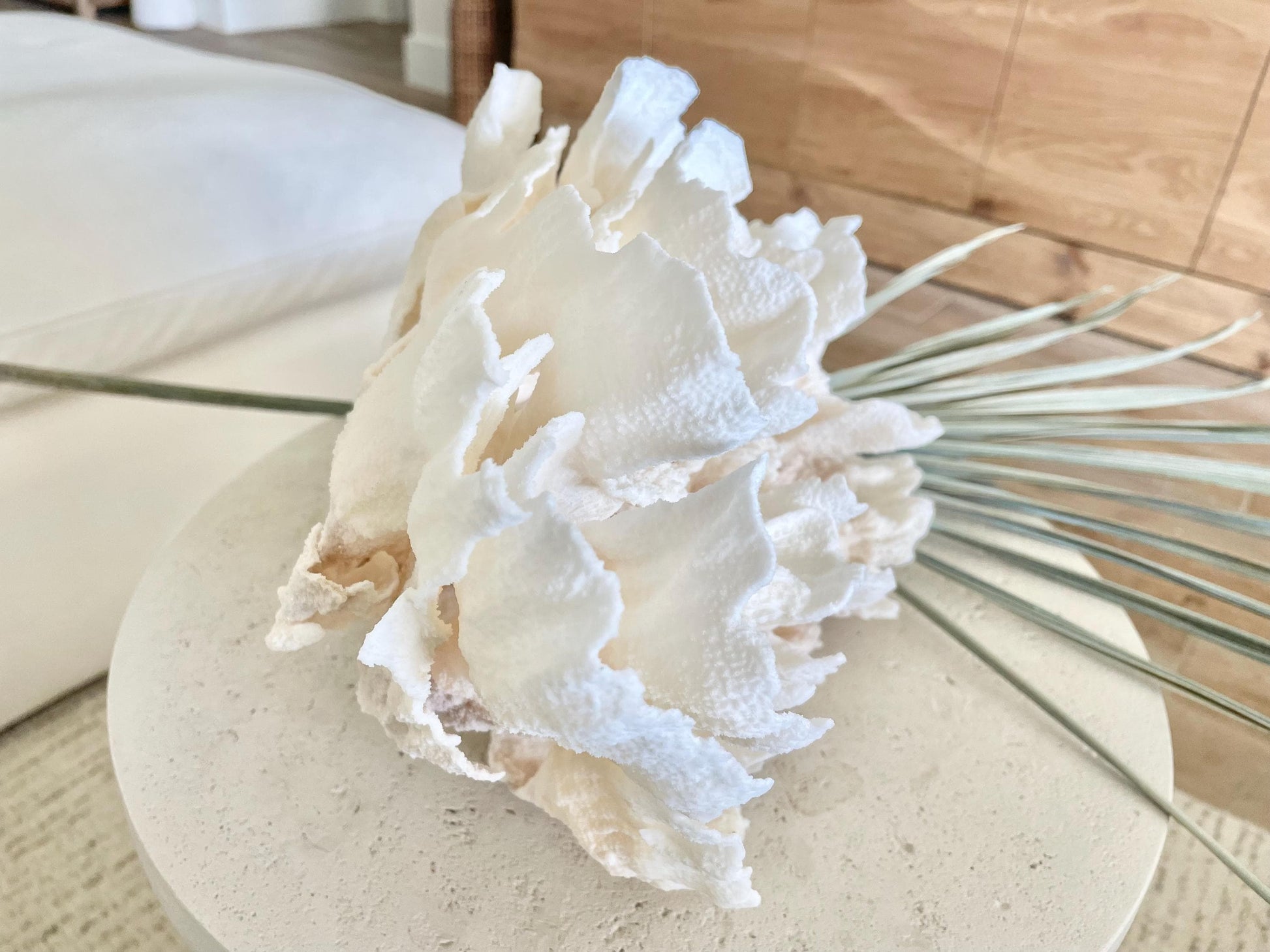 FLUFFY POCA CORAL 100% Natural 13" x 9" x 6.5" White Fossil Specimen Coastal Beach House Décor