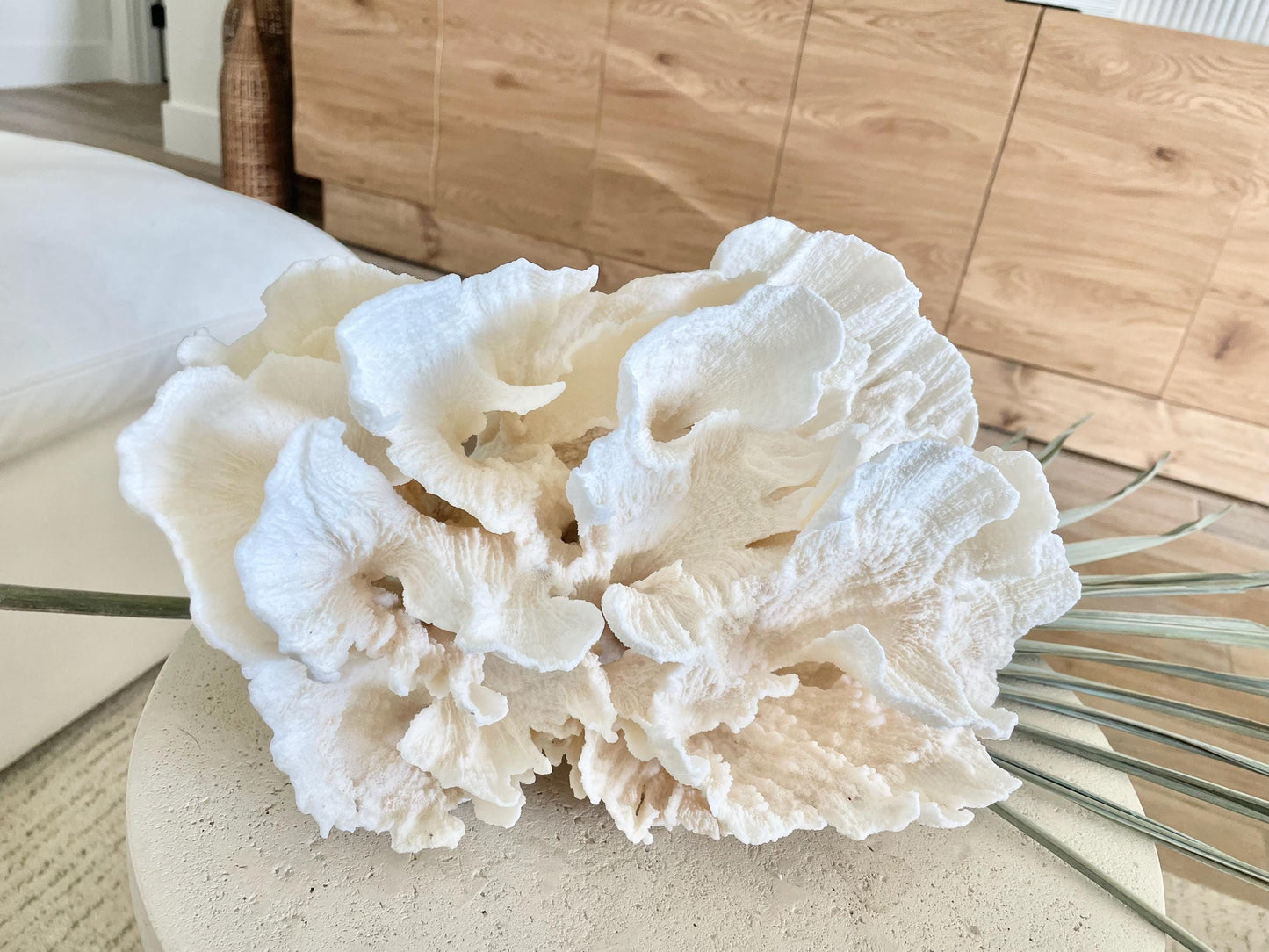 FLUFFY POCA CORAL 100% Natural 13" x 9" x 6.5" White Fossil Specimen Coastal Beach House Décor