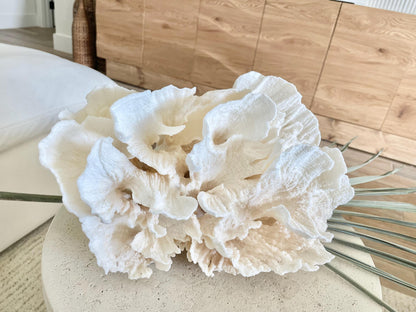 FLUFFY POCA CORAL 100% Natural 13" x 9" x 6.5" White Fossil Specimen Coastal Beach House Décor