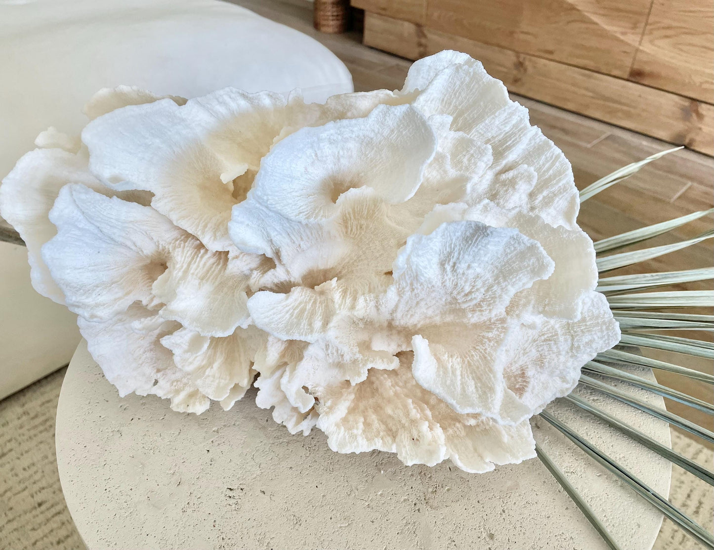FLUFFY POCA CORAL 100% Natural 13" x 9" x 6.5" White Fossil Specimen Coastal Beach House Décor