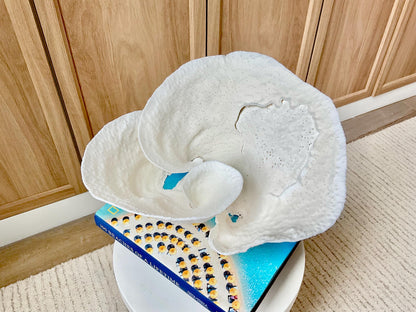 Genuine 11" Wide Sea Spiral CUP CORAL 100% Natural Ocean Reef Centerpiece Coastal Beach Ocean Décor Nautical Display Fossil White