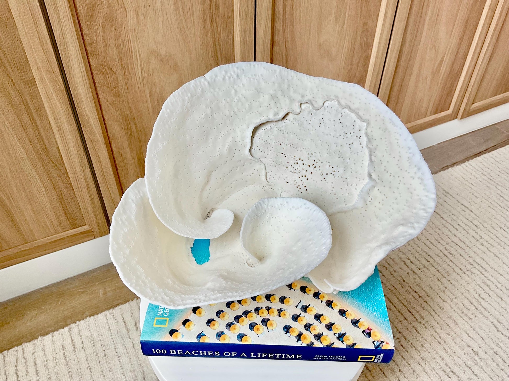 Genuine 11" Wide Sea Spiral CUP CORAL 100% Natural Ocean Reef Centerpiece Coastal Beach Ocean Décor Nautical Display Fossil White