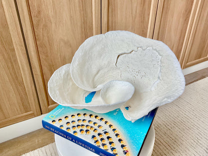 Genuine 11" Wide Sea Spiral CUP CORAL 100% Natural Ocean Reef Centerpiece Coastal Beach Ocean Décor Nautical Display Fossil White