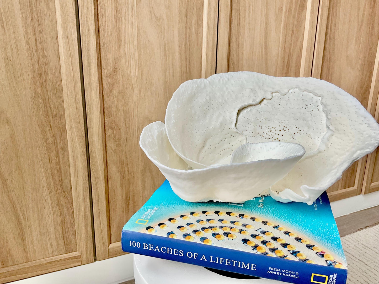 Genuine 11" Wide Sea Spiral CUP CORAL 100% Natural Ocean Reef Centerpiece Coastal Beach Ocean Décor Nautical Display Fossil White