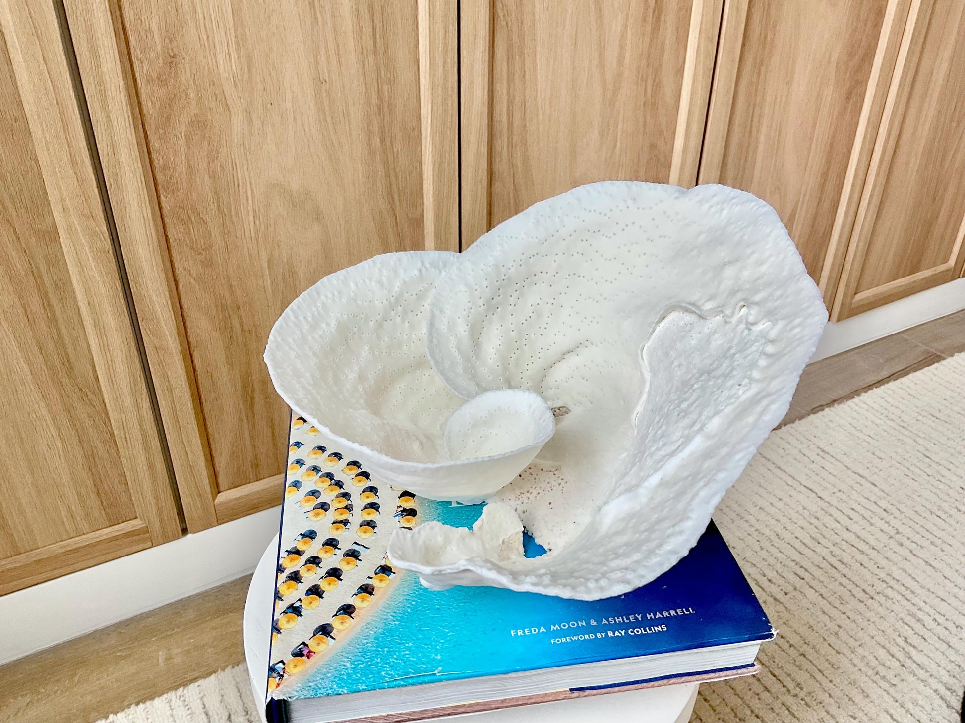 Genuine 11" Wide Sea Spiral CUP CORAL 100% Natural Ocean Reef Centerpiece Coastal Beach Ocean Décor Nautical Display Fossil White