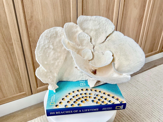 Genuine 10.5" Wide Sea Spiral CUP CORAL 100% Natural Ocean Reef Centerpiece Coastal Beach Ocean Décor Nautical Display Fossil White