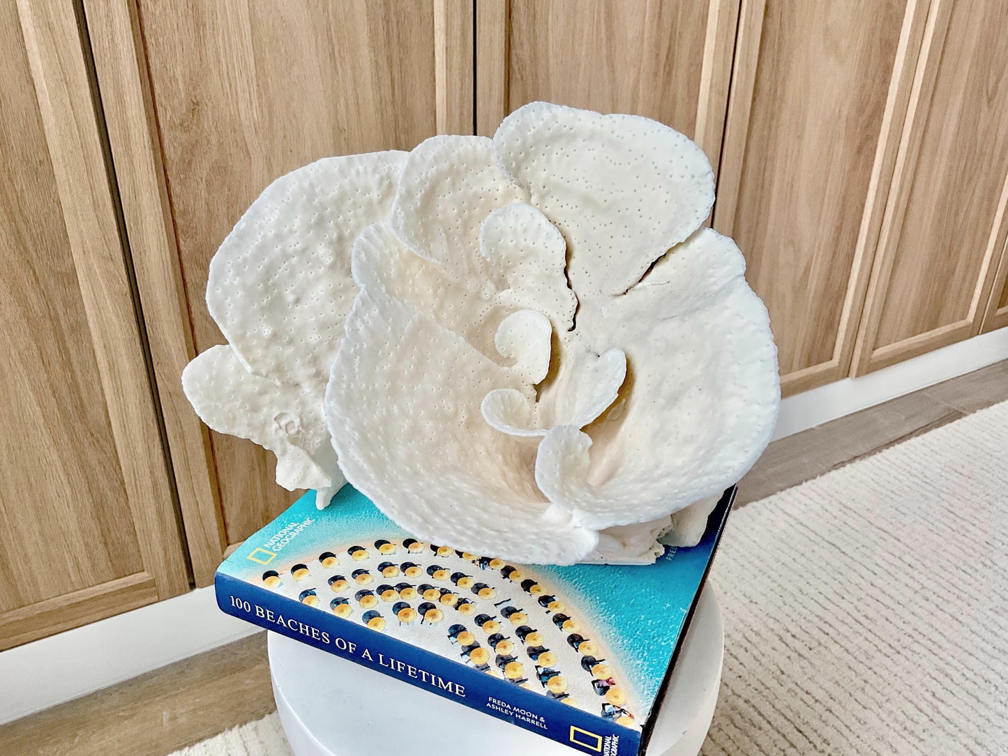 Genuine 10.5" Wide Sea Spiral CUP CORAL 100% Natural Ocean Reef Centerpiece Coastal Beach Ocean Décor Nautical Display Fossil White