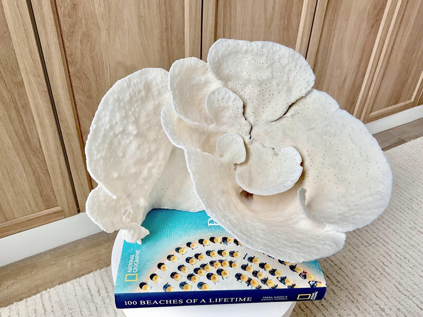 Genuine 10.5" Wide Sea Spiral CUP CORAL 100% Natural Ocean Reef Centerpiece Coastal Beach Ocean Décor Nautical Display Fossil White