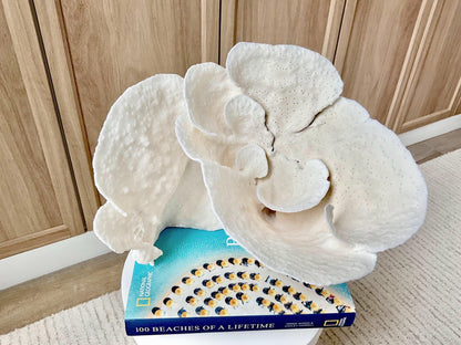 Genuine 10.5" Wide Sea Spiral CUP CORAL 100% Natural Ocean Reef Centerpiece Coastal Beach Ocean Décor Nautical Display Fossil White