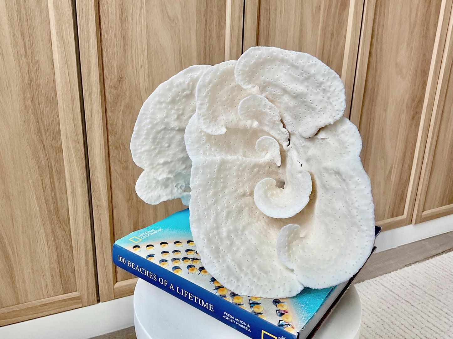 Genuine 10.5" Wide Sea Spiral CUP CORAL 100% Natural Ocean Reef Centerpiece Coastal Beach Ocean Décor Nautical Display Fossil White