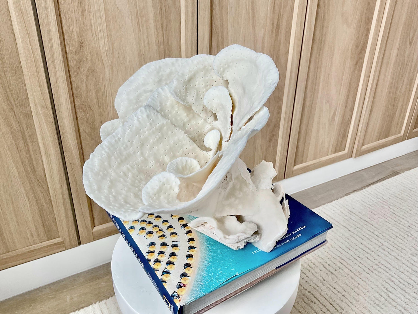 Genuine 10.5" Wide Sea Spiral CUP CORAL 100% Natural Ocean Reef Centerpiece Coastal Beach Ocean Décor Nautical Display Fossil White