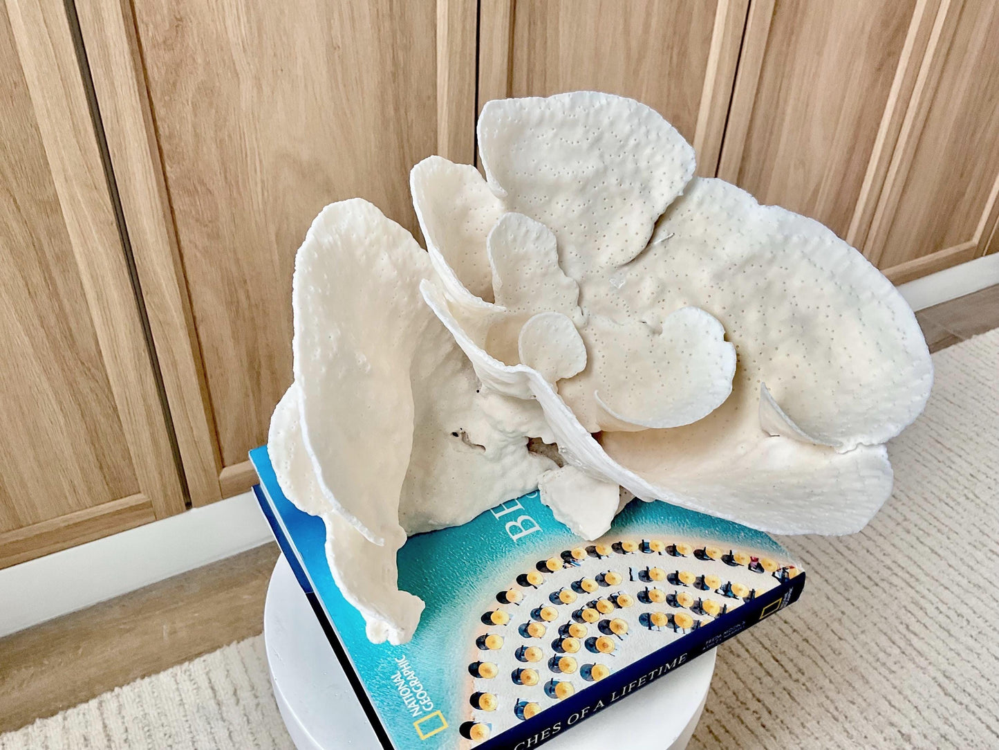 Genuine 10.5" Wide Sea Spiral CUP CORAL 100% Natural Ocean Reef Centerpiece Coastal Beach Ocean Décor Nautical Display Fossil White