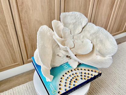 Genuine 10.5" Wide Sea Spiral CUP CORAL 100% Natural Ocean Reef Centerpiece Coastal Beach Ocean Décor Nautical Display Fossil White