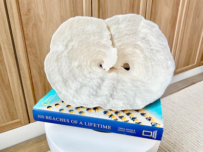 Genuine 9.5" Wide Sea Spiral CUP CORAL 100% Natural Ocean Reef Centerpiece Coastal Beach Ocean Décor Nautical Display Fossil White