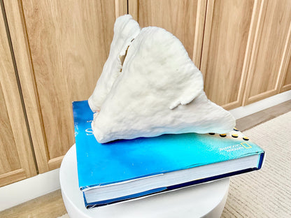 Genuine 9.5" Wide Sea Spiral CUP CORAL 100% Natural Ocean Reef Centerpiece Coastal Beach Ocean Décor Nautical Display Fossil White