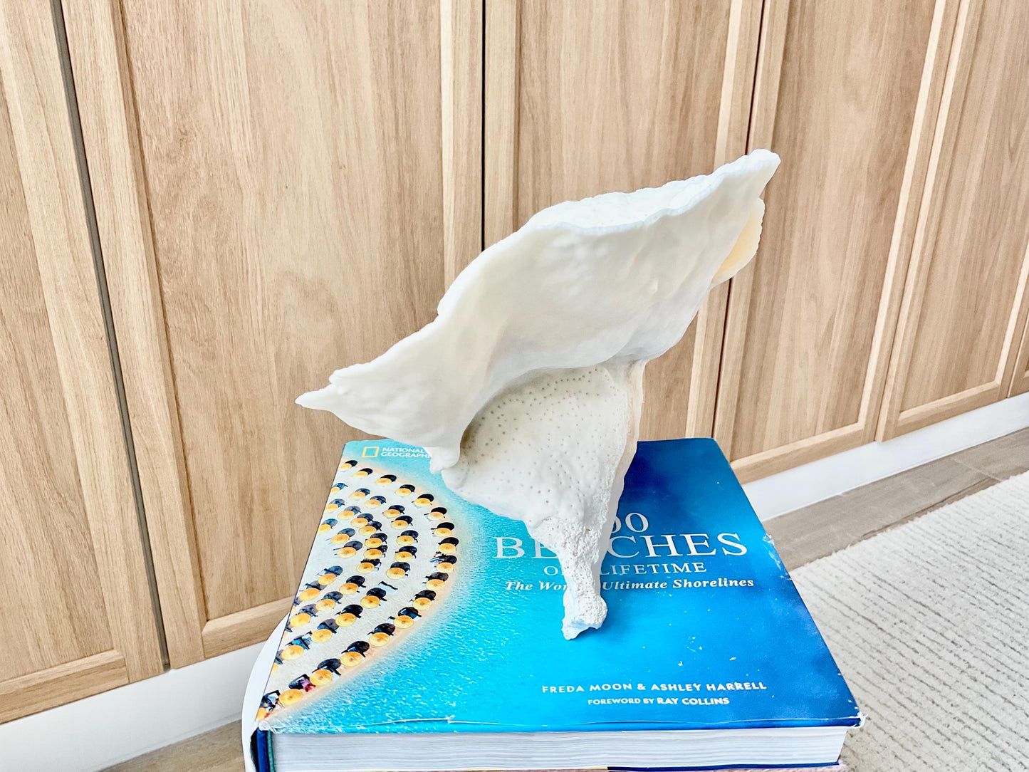 Genuine 9" Wide Sea Spiral CUP CORAL 100% Natural Ocean Reef Centerpiece Coastal Beach Ocean Décor Nautical Display Fossil White