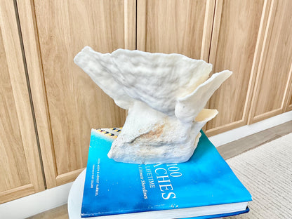 Natural Cup Coral Fossil Specimen: 9" x 8"x 7" White Beach House Coastal Décor