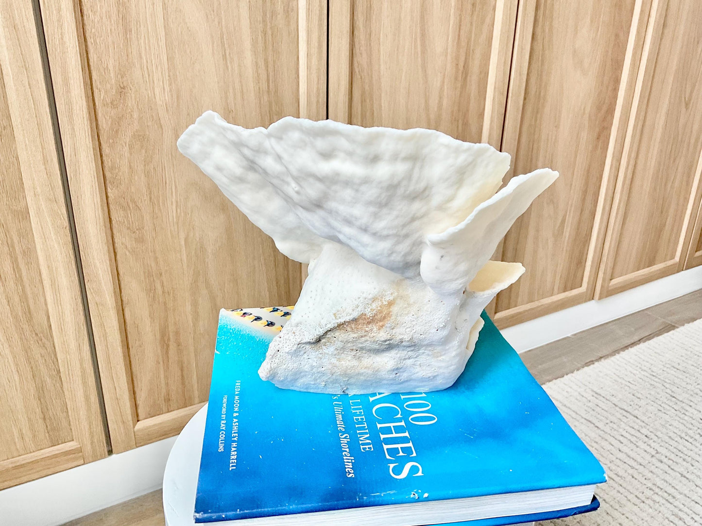 Genuine 9" Wide Sea Spiral CUP CORAL 100% Natural Ocean Reef Centerpiece Coastal Beach Ocean Décor Nautical Display Fossil White