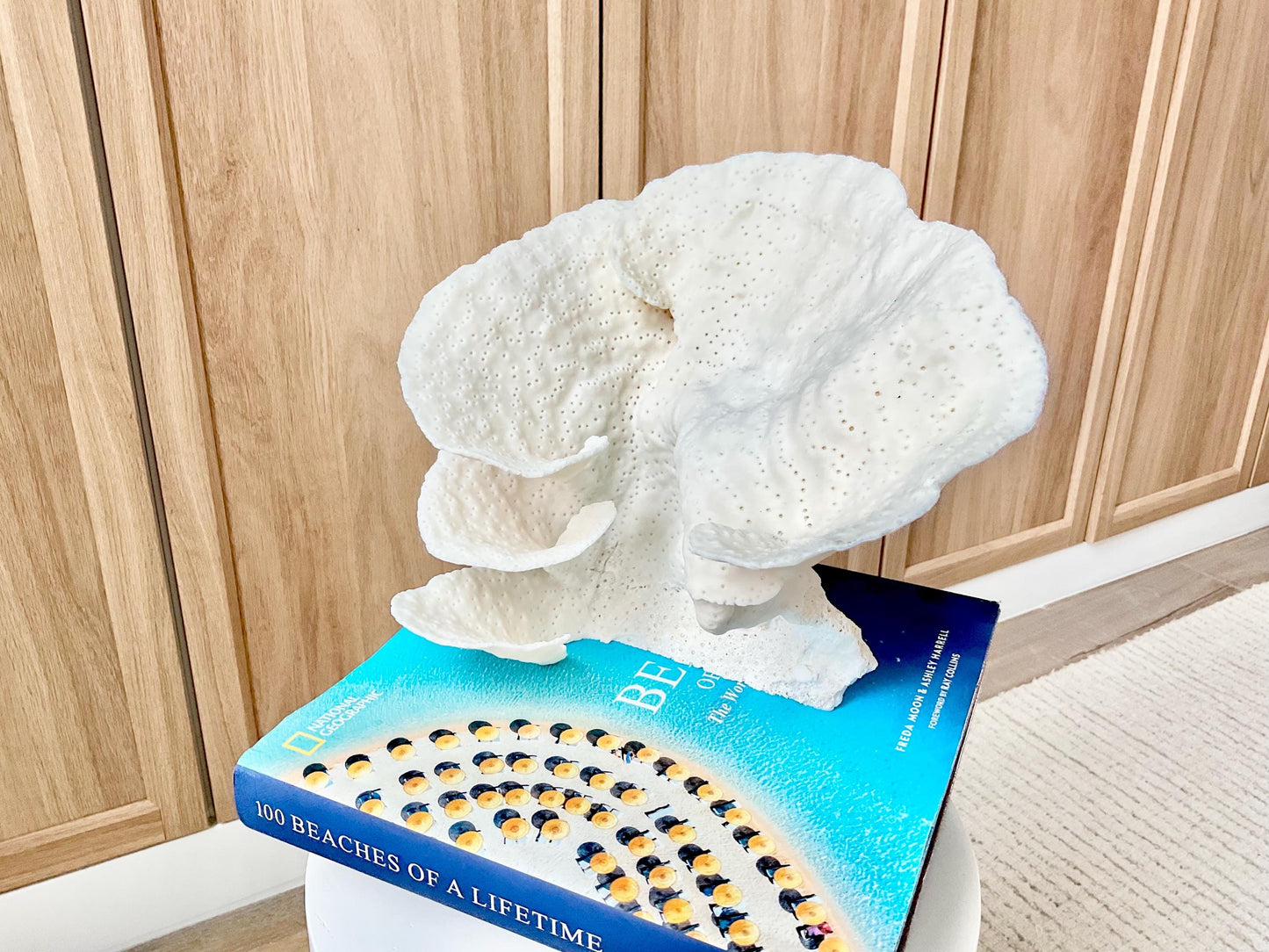 Natural Cup Coral Fossil Specimen: 9" x 8"x 7" White Beach House Coastal Décor