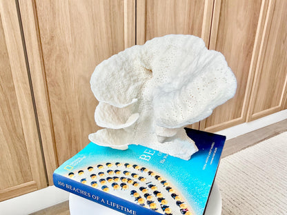 Natural Cup Coral Fossil Specimen: 9" x 8"x 7" White Beach House Coastal Décor