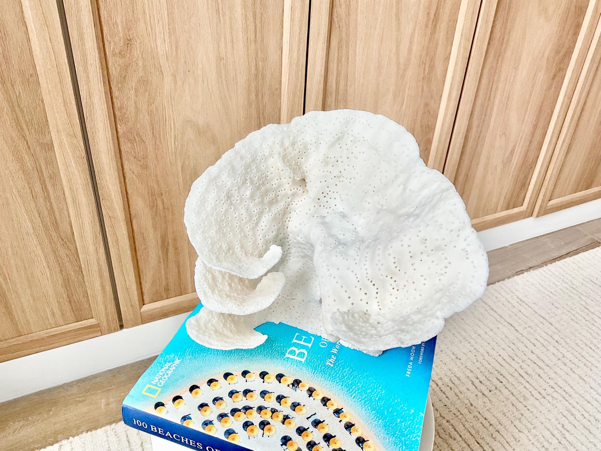 Genuine 9" Wide Sea Spiral CUP CORAL 100% Natural Ocean Reef Centerpiece Coastal Beach Ocean Décor Nautical Display Fossil White