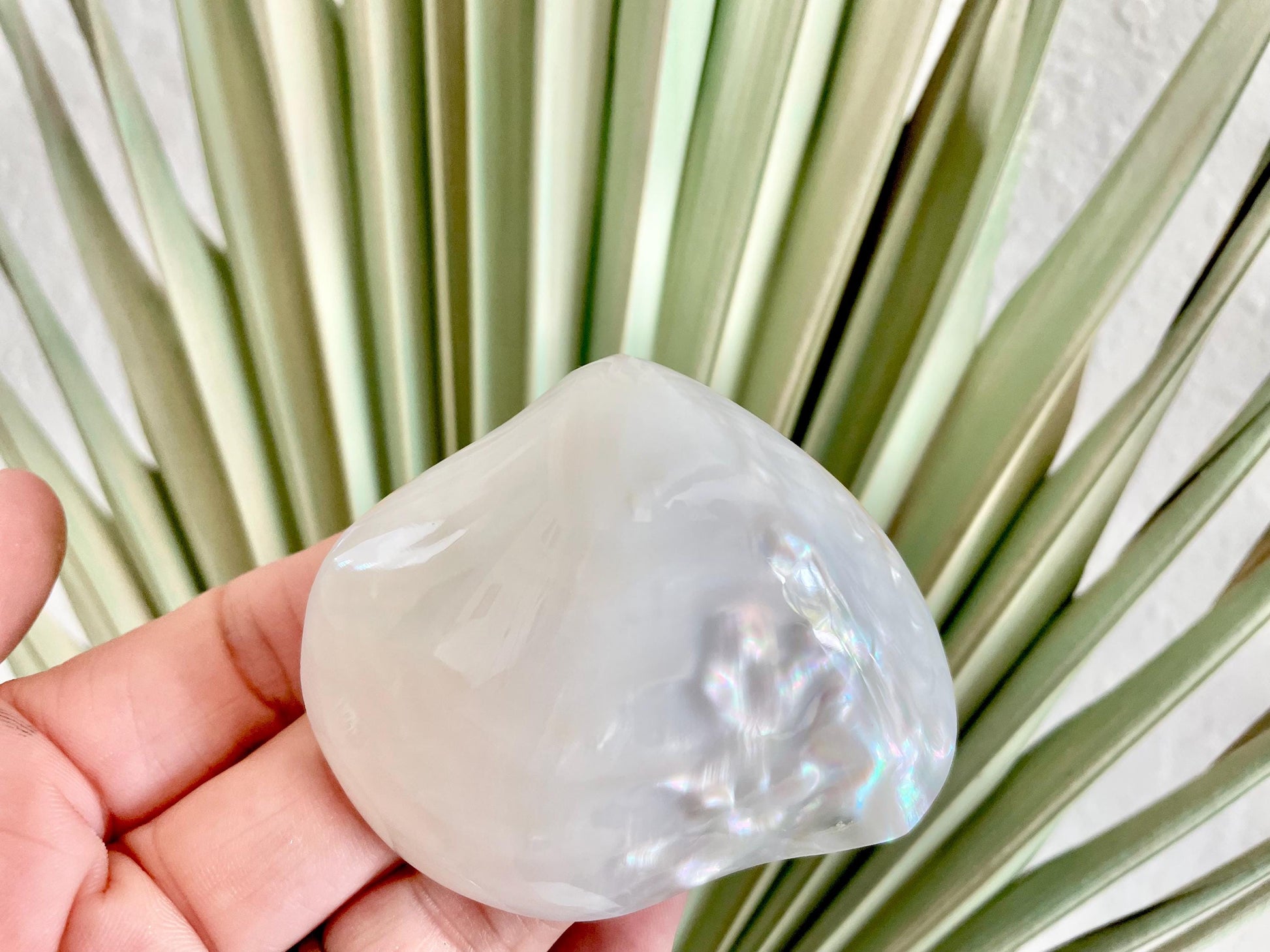 POLISHED CLAM PEARLS Fresh Water Half Shells *All Sizes* Jewelry Making Supply Craft Seashell