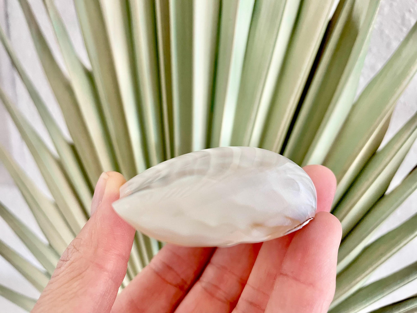 Polished Clam Shells *All Sizes* Pearl White Jewelry Making Supply Craft Seashell