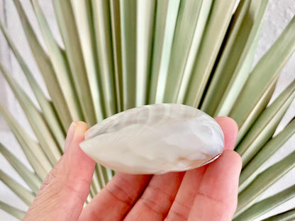 Polished Clam Shells *All Sizes* Pearl White Jewelry Making Supply Craft Seashell
