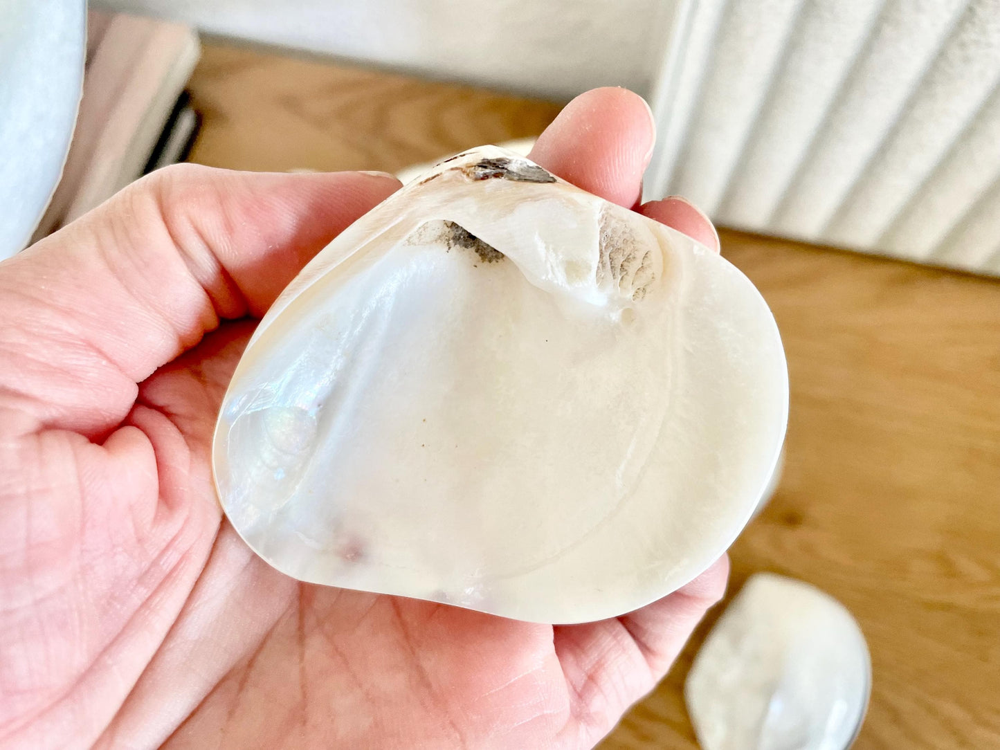 Polished Clam Shells *All Sizes* Pearl White Jewelry Making Supply Craft Seashell