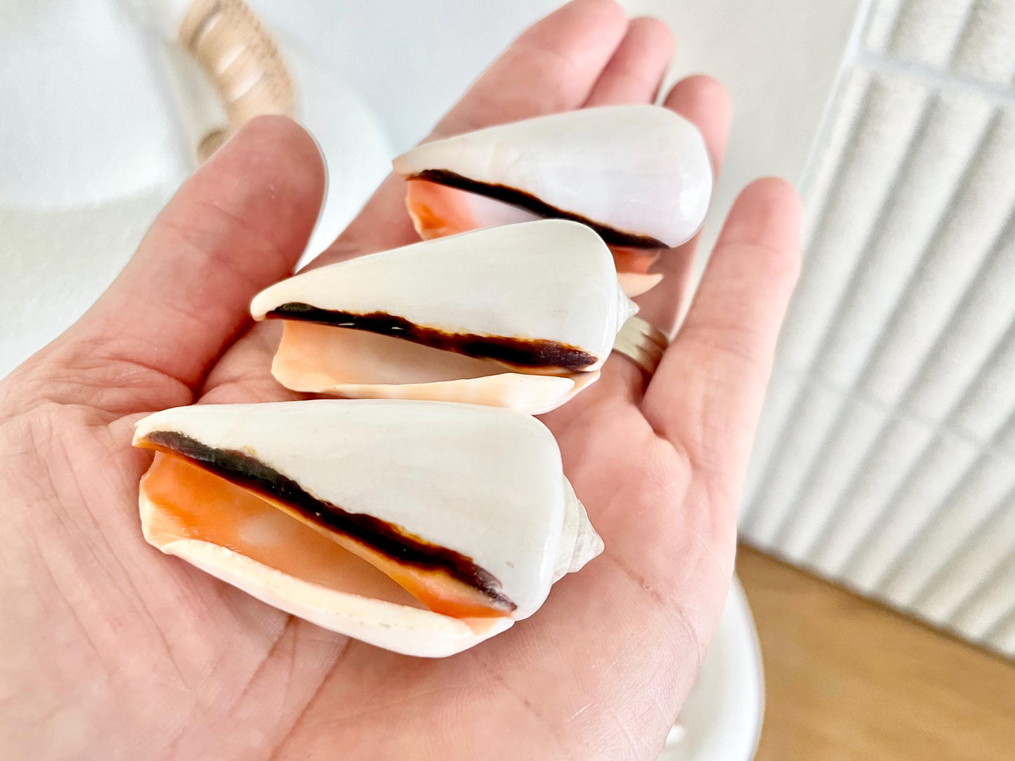 Polished White Strombus Shells 2-2.5" Long Wedding Décor, Craft Seashells