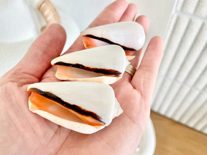 Polished White Strombus Shells 2-2.5" Long Wedding Décor, Craft Seashells