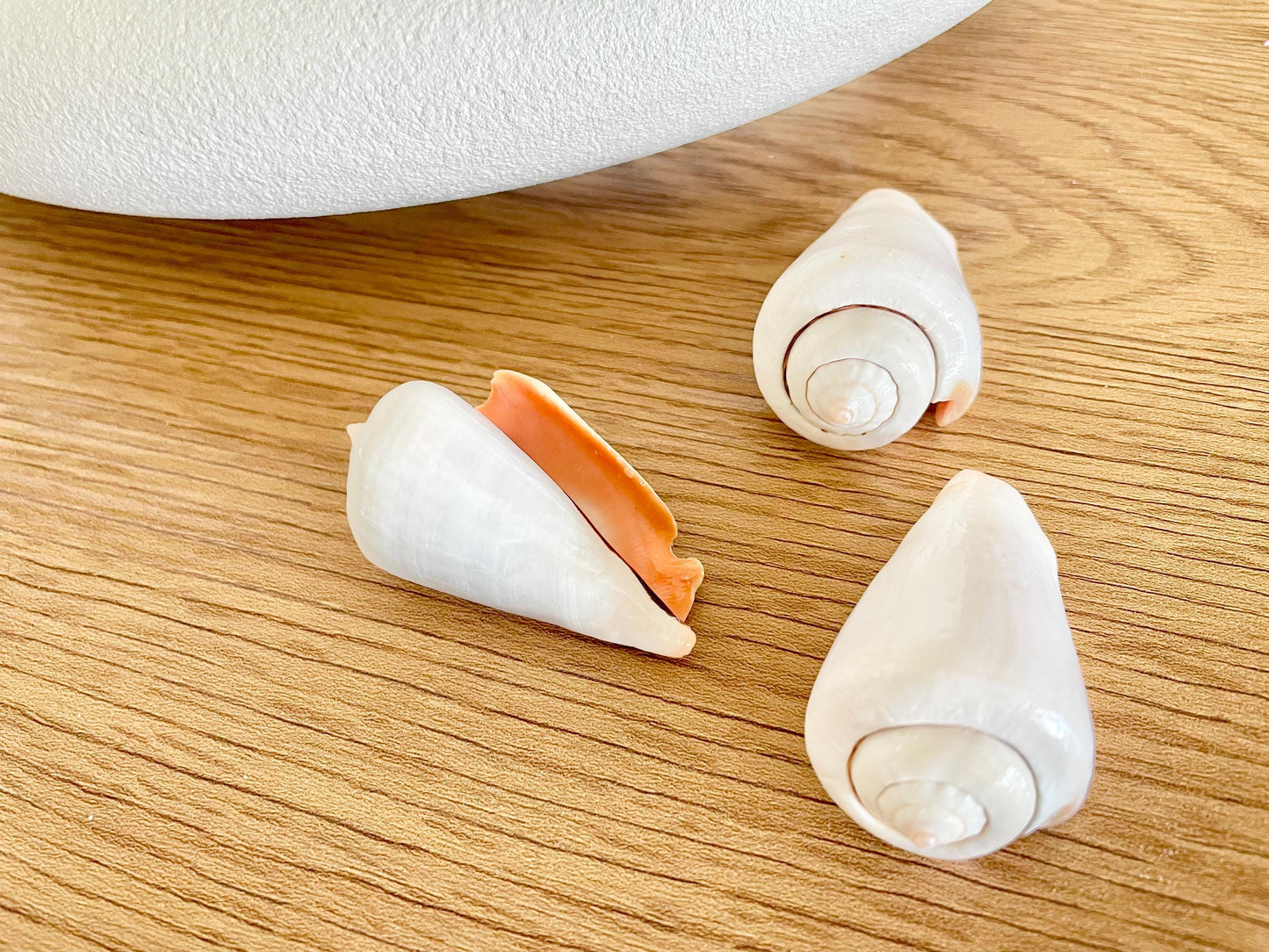 Polished White Strombus Shells 2-2.5" Long Wedding Décor, Craft Seashells