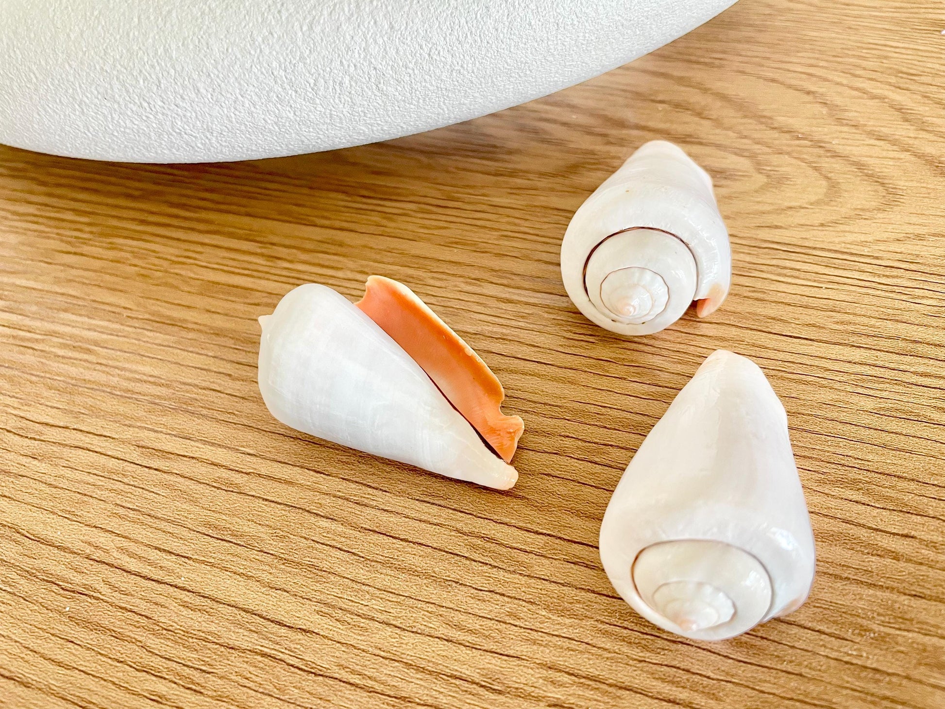 Polished White Strombus Shells 2-2.5" Long Wedding Décor, Craft Seashells