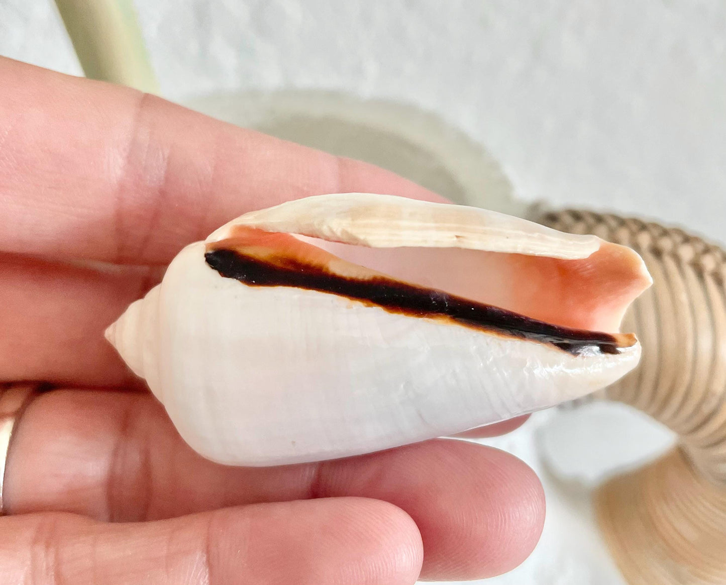Polished White Strombus Shells 2-2.5" Long Wedding Décor, Craft Seashells