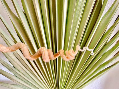SPIRAL WORM SHELLS 6-8" Long Real Rare Display Seashell Beach Oddities Décor