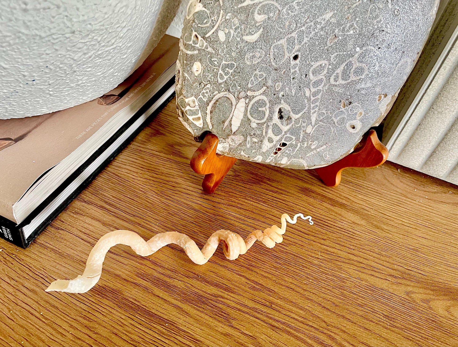 SPIRAL WORM SHELLS 6-8" Long Real Natural Display Seashell Beach Oddities Décor