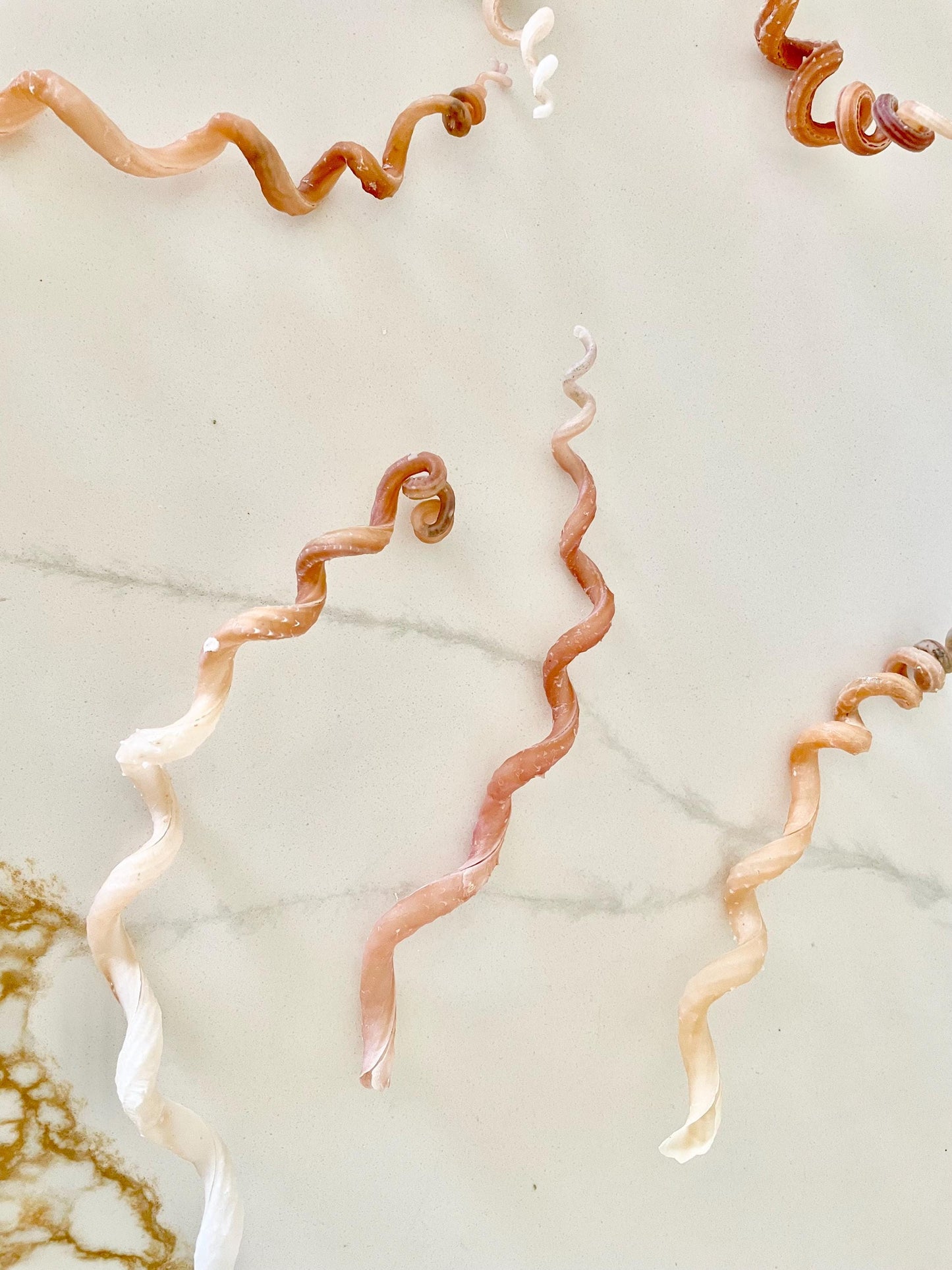 SPIRAL WORM SHELLS 6-8" Long Real Rare Display Seashell Beach Oddities Décor