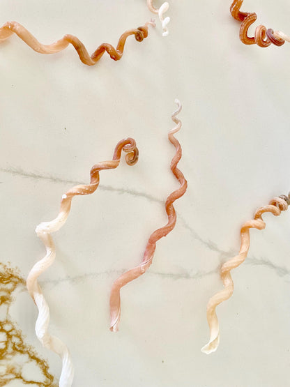 SPIRAL WORM SHELLS 6-8" Long Real Rare Display Seashell Beach Oddities Décor