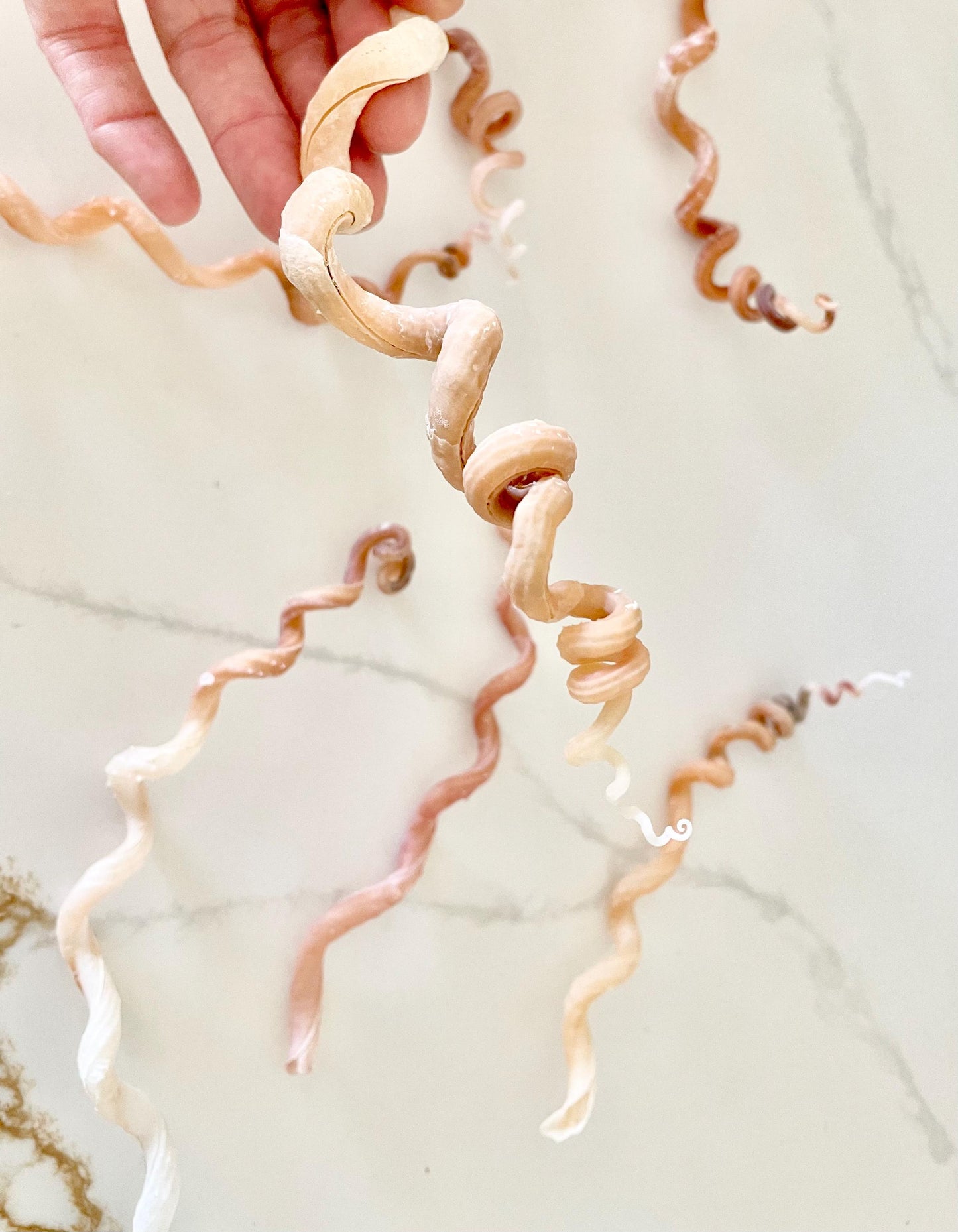 SPIRAL WORM SHELLS 6-8" Long Real Natural Display Seashell Beach Oddities Décor