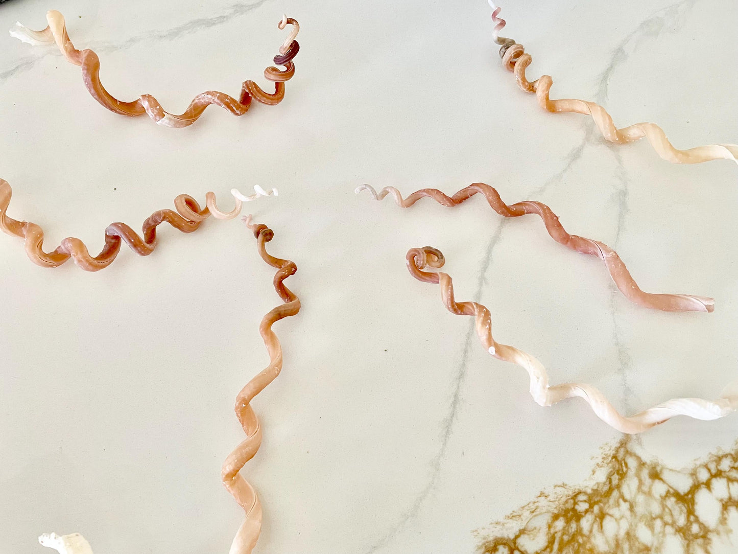 SPIRAL WORM SHELLS 6-8" Long Real Natural Display Seashell Beach Oddities Décor