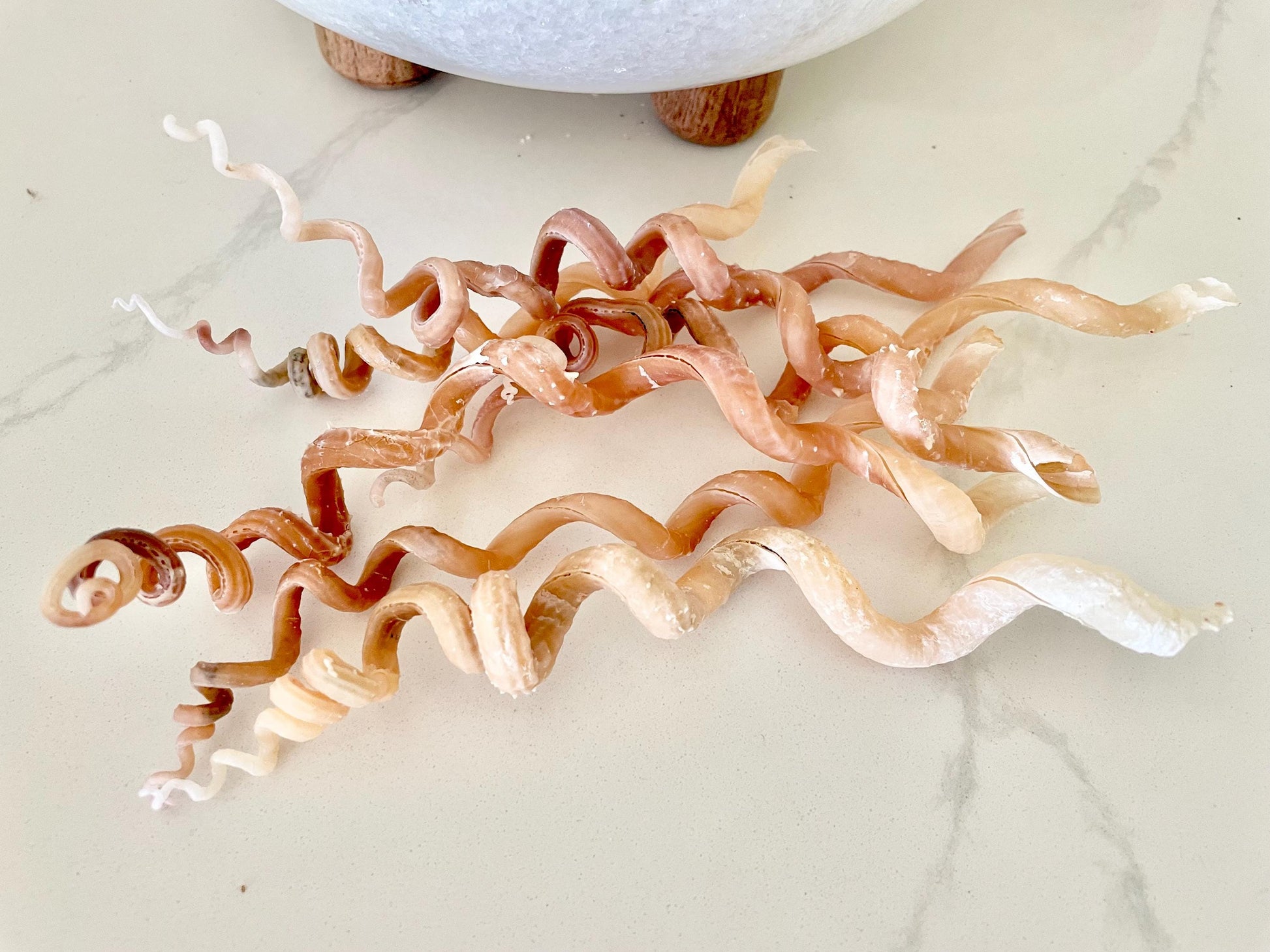 SPIRAL WORM SHELLS 6-8" Long Real Natural Display Seashell Beach Oddities Décor