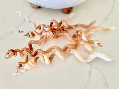 SPIRAL WORM SHELLS 6-8" Long Real Natural Display Seashell Beach Oddities Décor