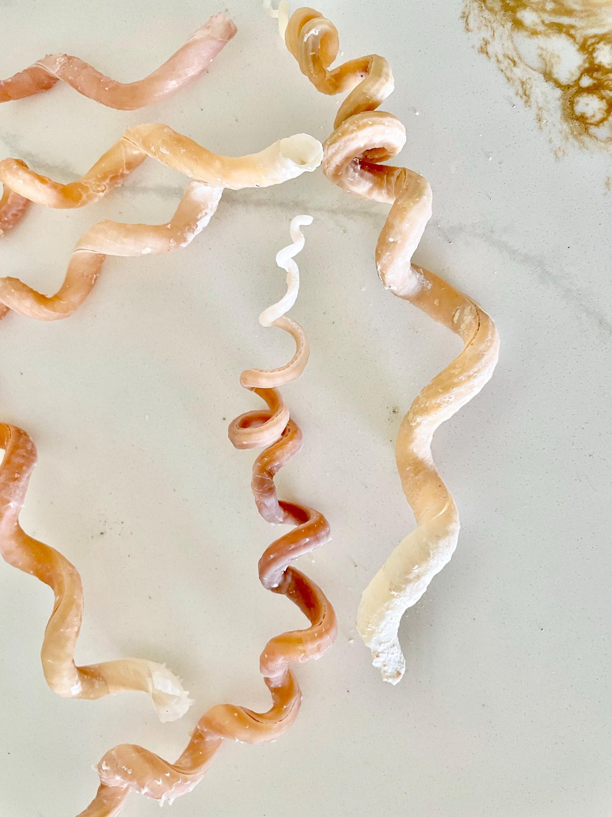 SPIRAL WORM SHELLS 6-8" Long Real Natural Display Seashell Beach Oddities Décor