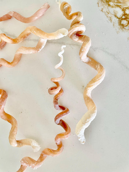 SPIRAL WORM SHELLS 6-8" Long Real Natural Display Seashell Beach Oddities Décor