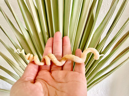 SPIRAL WORM SHELLS 6-8" Long Real Natural Display Seashell Beach Oddities Décor