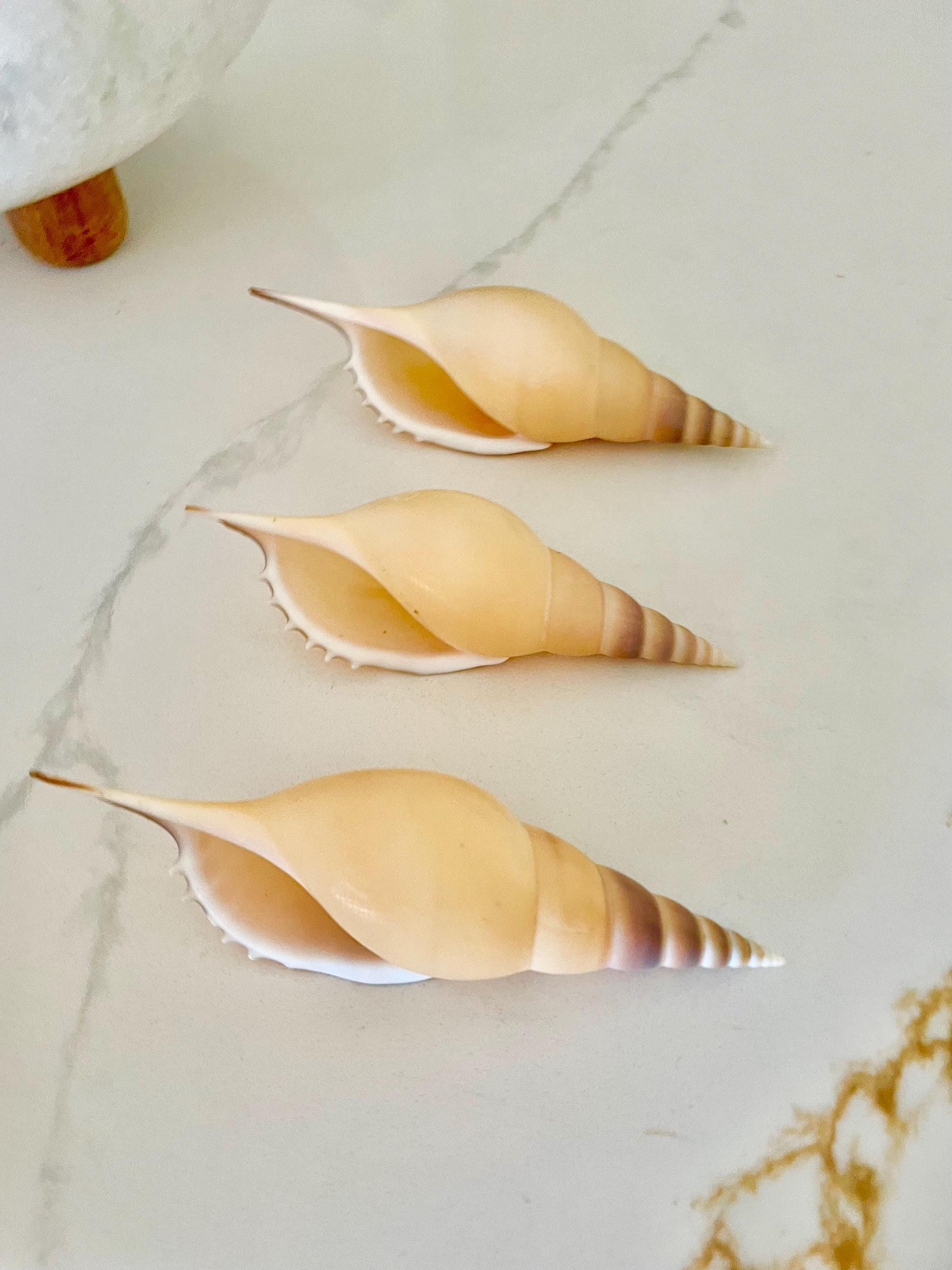 MARTIN'S TIBIA Shells *5-6" Long* Natural Orange Brown Display Seashells Fusus Coastal Beach Décor