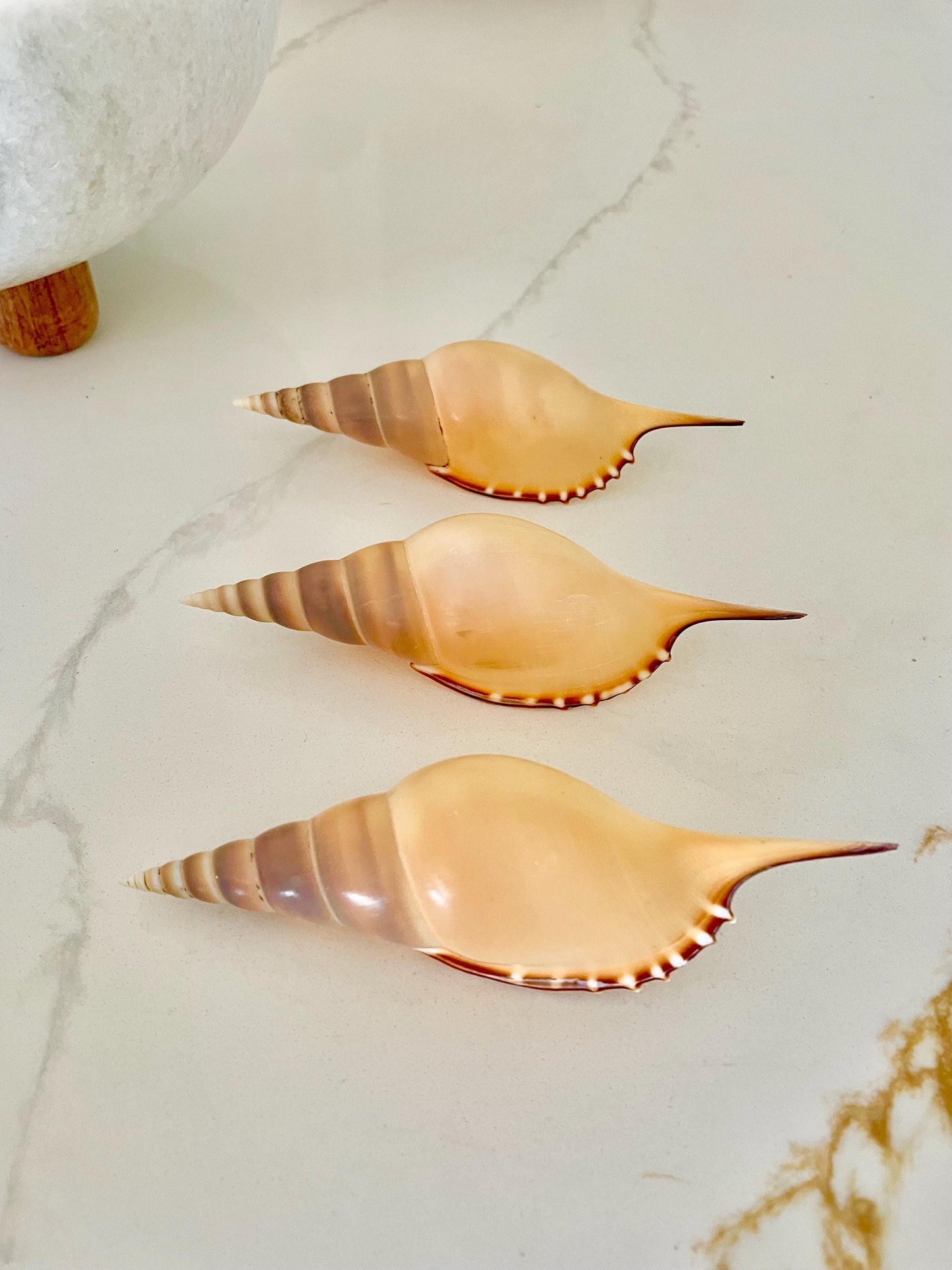 MARTIN'S TIBIA Shells *5-6" Long* Natural Orange Brown Display Seashells Fusus Coastal Beach Décor