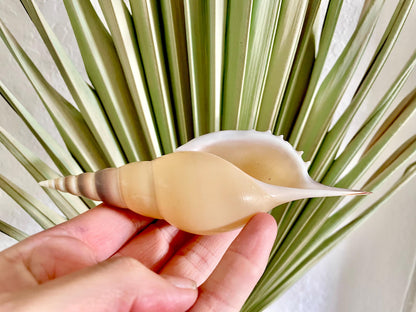 MARTIN'S TIBIA Shells *5-6" Long* Natural Orange Brown Display Seashells Fusus Coastal Beach Décor